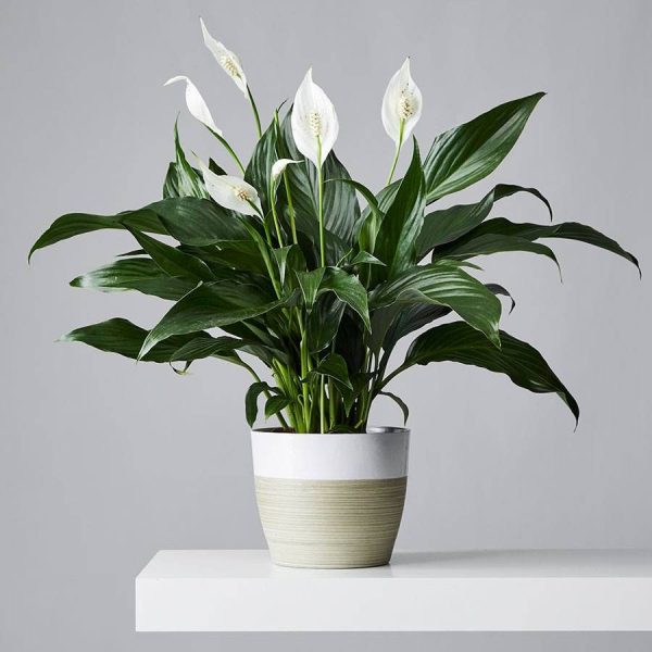 Soft Orchid & Lily Centerpiece - Image 2