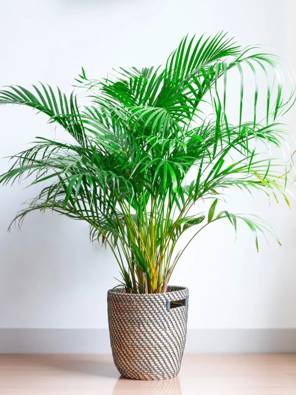 Tropical Palm & Hibiscus Garland - Image 4